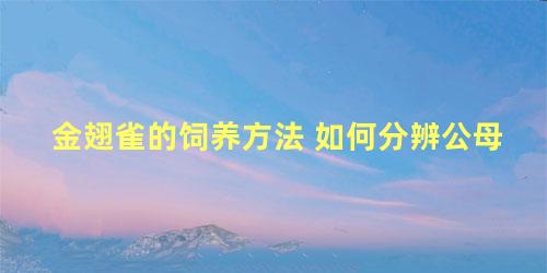 金翅雀的饲养方法 如何分辨公母